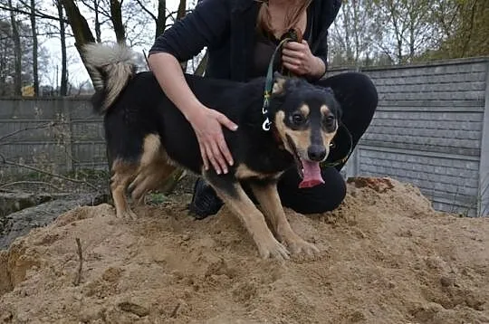 Dżim :) Delikatny, eteryczny, wrażliwy :) Psiak dl