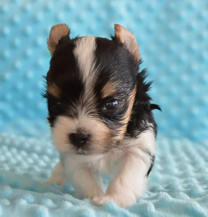 Biewer Yorkshire Terrier, , Somonino