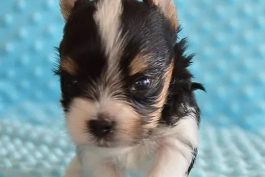 Biewer Yorkshire Terrier, , Somonino