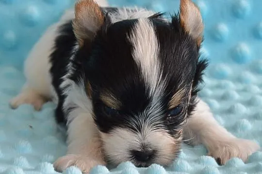 Biewer Yorkshire Terrier, , Somonino