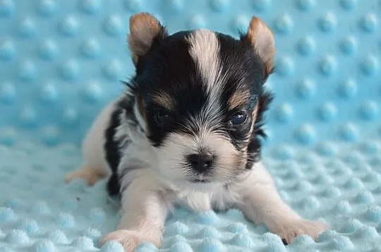 Biewer Yorkshire Terrier, , Somonino