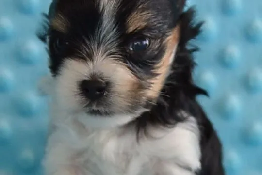 Biewer Yorkshire Terrier, , Somonino