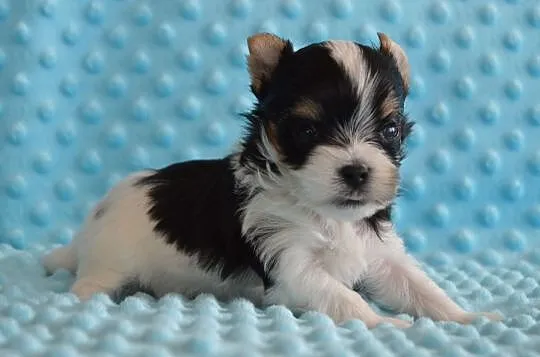 Biewer Yorkshire Terrier, , Somonino