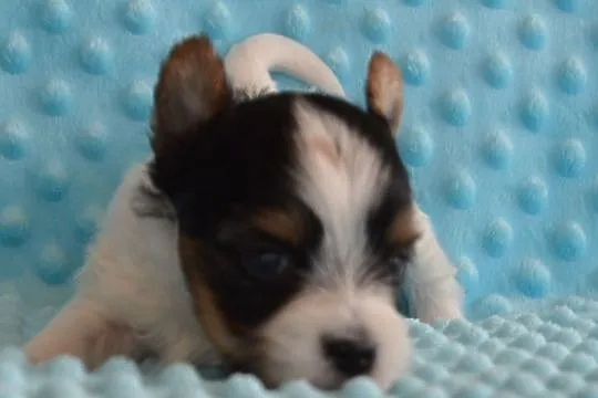 Biewer Yorkshire Terrier, , Somonino