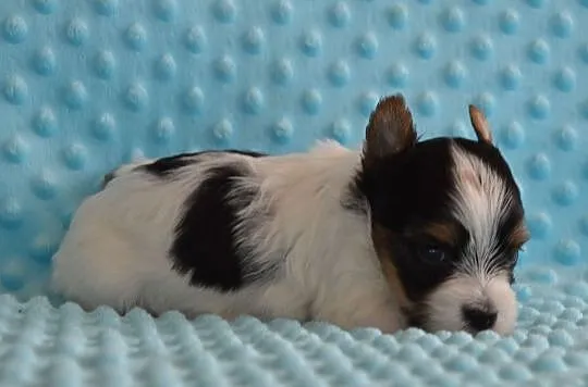 Biewer Yorkshire Terrier, , Somonino