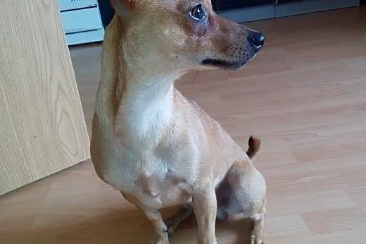 Pinczer karłowaty pokryje,  pomorskie Gdańsk