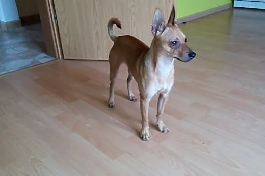 Pinczer karłowaty pokryje,  pomorskie Gdańsk