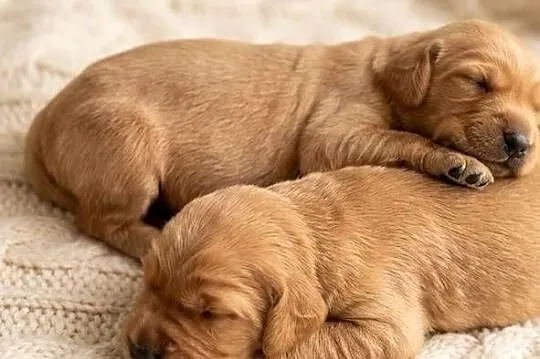 Cocker Spaniel Angielski szczeniak szczeniaki z rodowodem, Mazowieckie, Radom