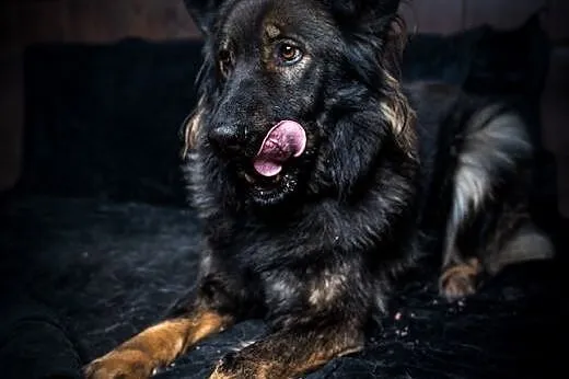 Miłka - delikatna, spokojna sunia do adopcji,  mazowieckie Warszawa