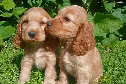 Spaniel szczeniaki piesek i suczki