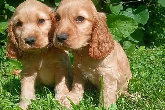Spaniel szczeniaki piesek i suczki, Lubelskie, Zamość