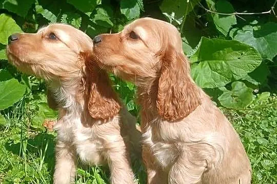 Spaniel szczeniaki piesek i suczki, Lubelskie, Zamość
