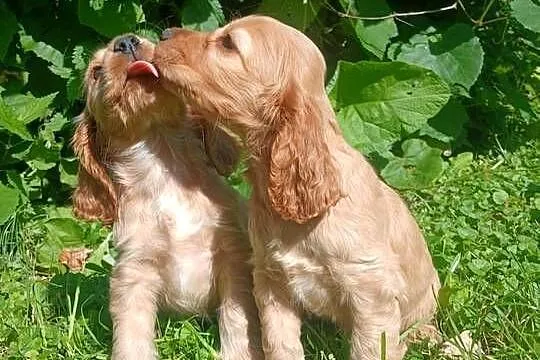 Spaniel szczeniaki piesek i suczki, Lubelskie, Zamość