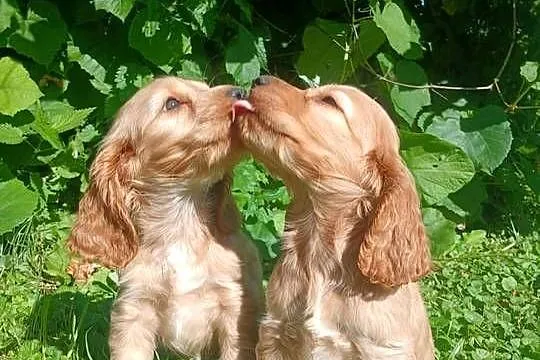 Spaniel szczeniaki piesek i suczki, Lubelskie, Zamość