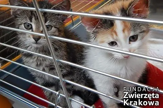 Ola i Lola kocie siostrzyczki do kochania,  małopo