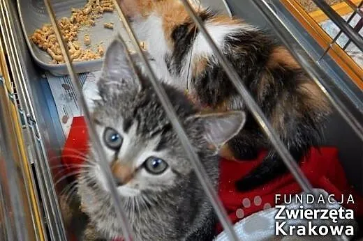 Ola i Lola kocie siostrzyczki do kochania,  małopo