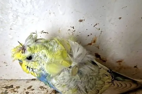 Papugi faliste helikoptery 2f