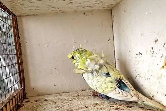 Papugi faliste helikoptery 2f, Wielkopolskie, Radzewo