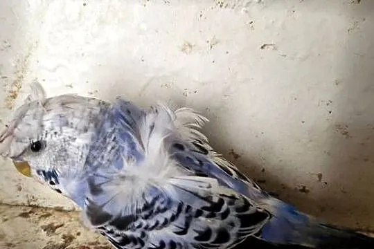 Papugi faliste helikoptery 2f, Wielkopolskie, Radzewo