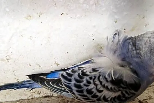 Papugi faliste helikoptery 2f, Wielkopolskie, Radzewo