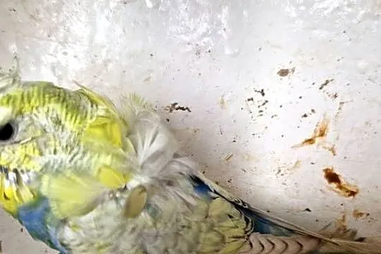 Papugi faliste helikoptery 2f, Wielkopolskie, Radzewo