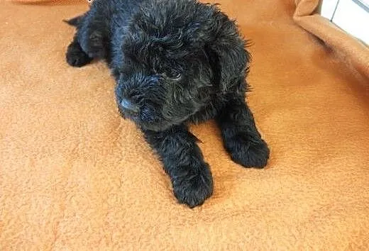 Bouvier des Flandres, śląskie Wodzisław Śląski