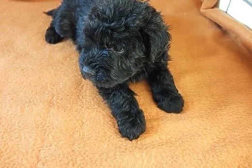 Bouvier des Flandres,  śląskie Wodzisław Śląski