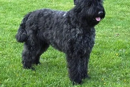Bouvier des Flandres,  śląskie Wodzisław Śląski
