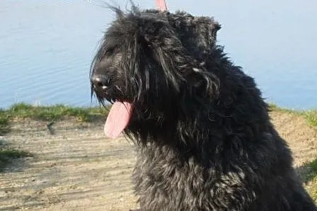 Bouvier des Flandres,  śląskie Wodzisław Śląski
