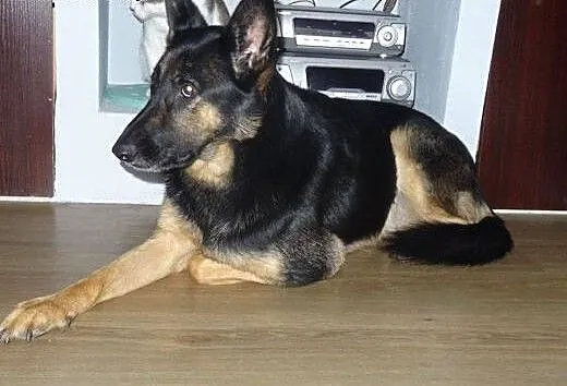 Śliczna 4-letnia Carmen szuka dobrego domu., mazo