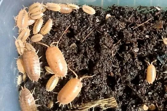 Porcellio Laevis 
