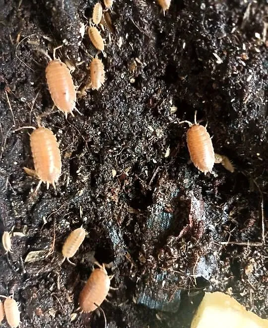 Porcellio Laevis
