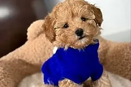 Pudel Toy pudel miniatura piękny Kenzo gotowy do odbioru