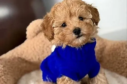 Pudel Toy pudel miniatura piękny Kenzo gotowy do odbioru