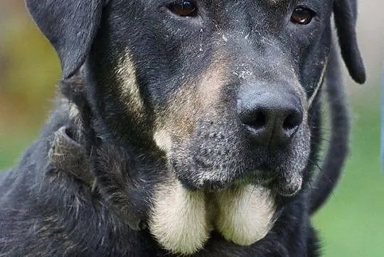 2 letni Niko, żywiołowy, przyjazny psiak o wyjatkowej urodzie, adoptuj!