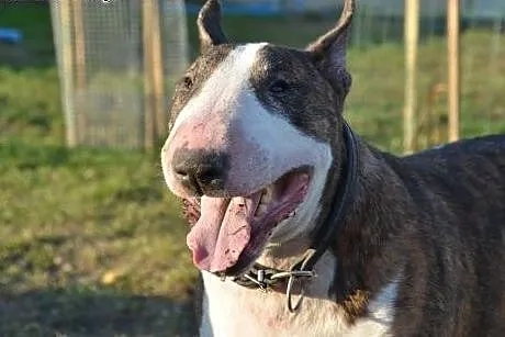 BOLO uroczy bullterier do adopcji ,  wielkopolskie