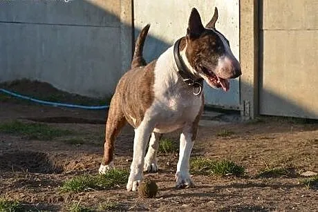 BOLO uroczy bullterier do adopcji ,  wielkopolskie