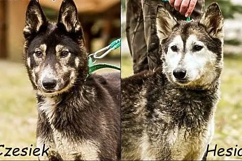 Hesia i Czesio - mama i synek w typie husky :),  warmińsko-mazurskie Olsztyn