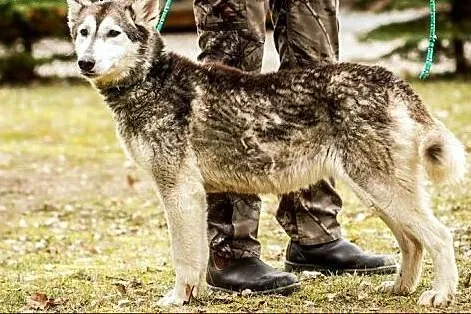 Hesia i Czesio - mama i synek w typie husky :),  w