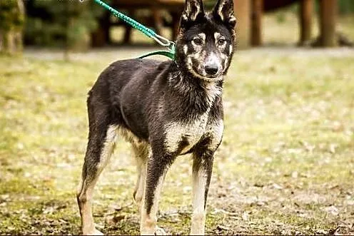 Hesia i Czesio - mama i synek w typie husky :),  w