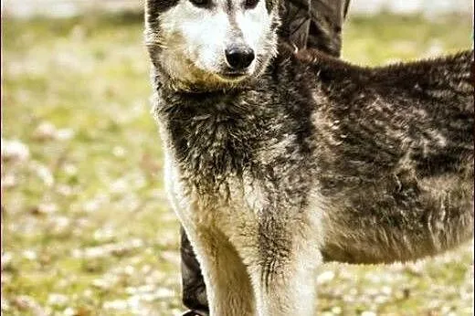 Hesia i Czesio - mama i synek w typie husky :),  w