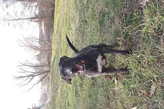 KAMA- energiczna, przyjazna sunia szuka domku :)
