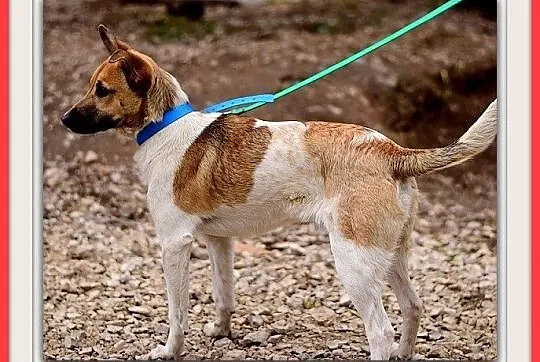 Młody 8 m-cy, średni, wesoły, przyjacielski,kontak
