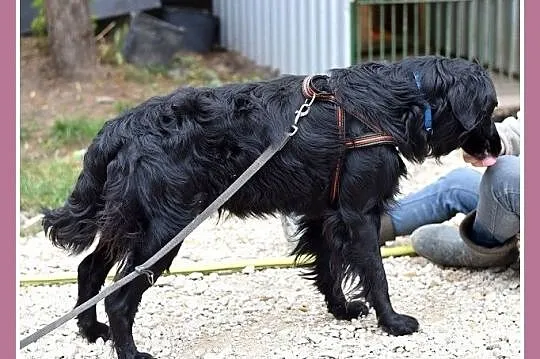 Duży,czarny,kontaktowy pies KOLT w typie retriever