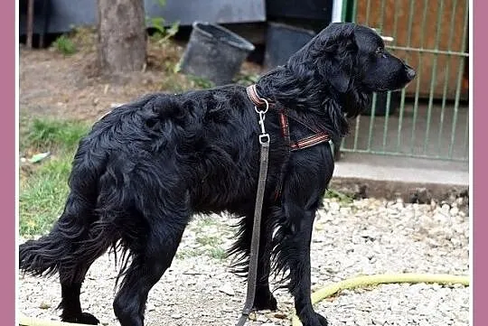 Duży,czarny,kontaktowy pies KOLT w typie retriever