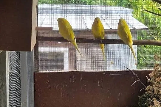 Papugi faliste Lutino, Podkarpackie, Sędziszów Małopolski