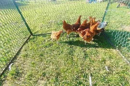 Kury 11 tygodni 10 szt biały kogut, Kujawsko-pomorskie, Szubin