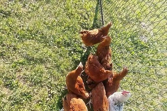 Kury 11 tygodni 10 szt biały kogut, Kujawsko-pomorskie, Szubin