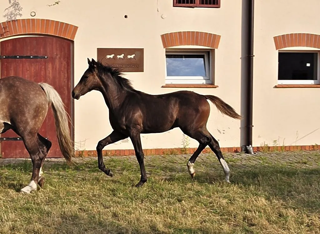 Ogierek Boris turbokucyk ;), , Ostrzeszów