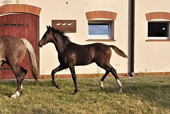 Ogierek Boris turbokucyk ;), , Ostrzeszów